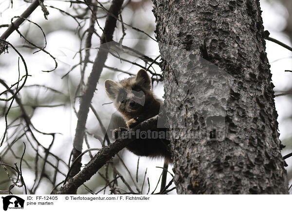 Baummarder / pine marten / FF-12405