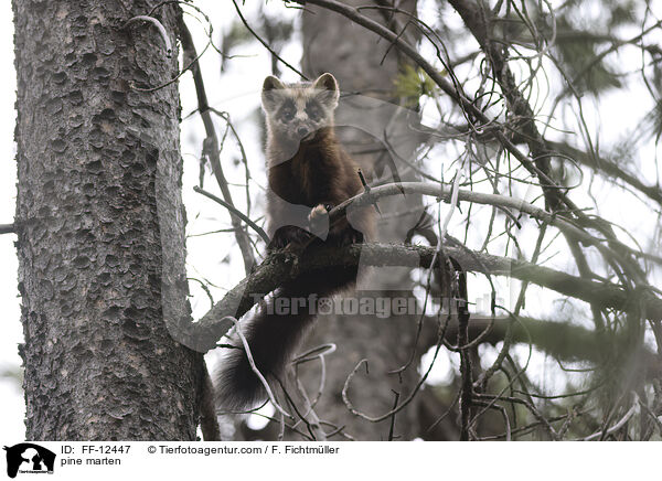 pine marten / FF-12447