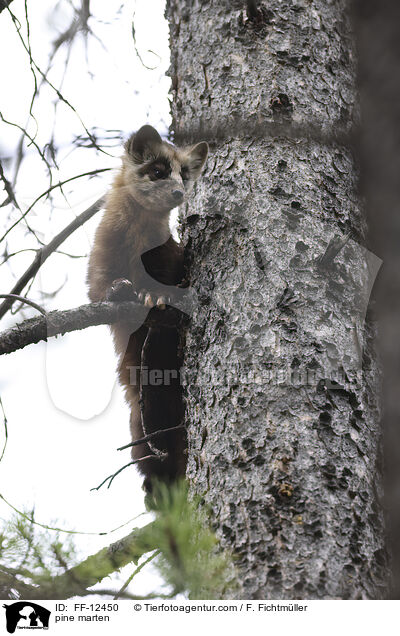 Baummarder / pine marten / FF-12450