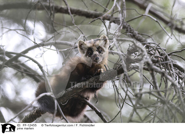 Baummarder / pine marten / FF-12455