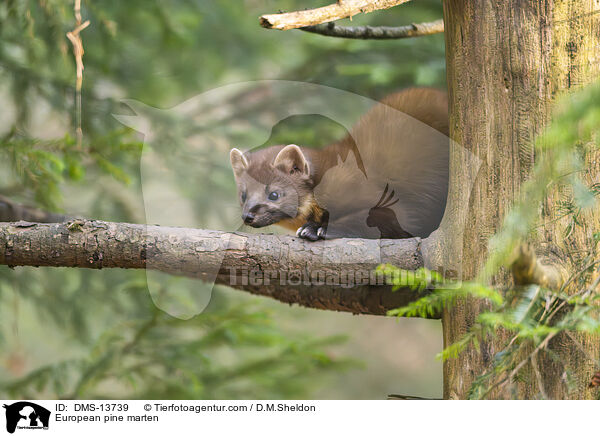 Baummarder / European pine marten / DMS-13739
