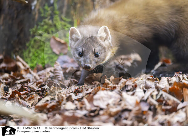 Baummarder / European pine marten / DMS-13741