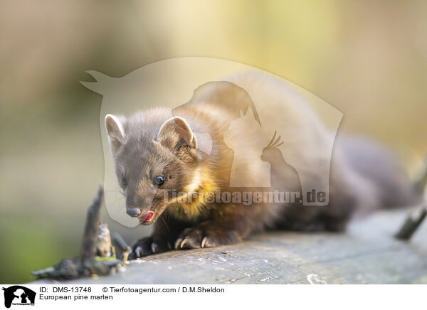 Baummarder / European pine marten / DMS-13748
