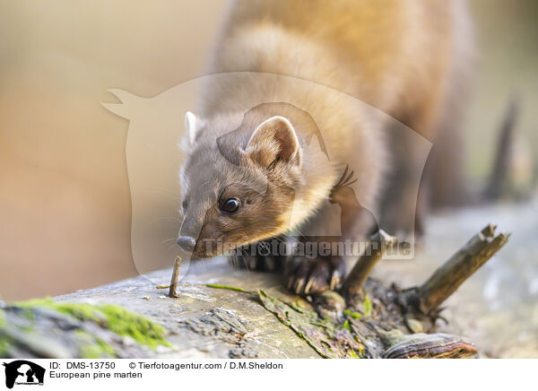 Baummarder / European pine marten / DMS-13750