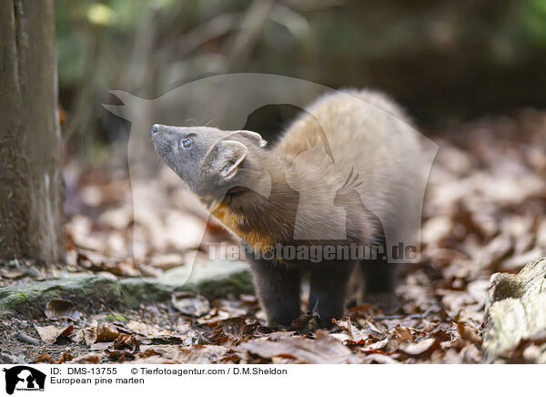 European pine marten / DMS-13755