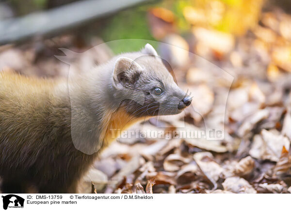 European pine marten / DMS-13759