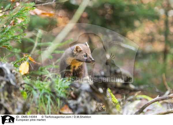 Baummarder / European pine marten / DMS-14064