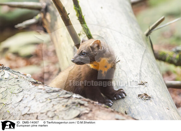 Baummarder / European pine marten / DMS-14067