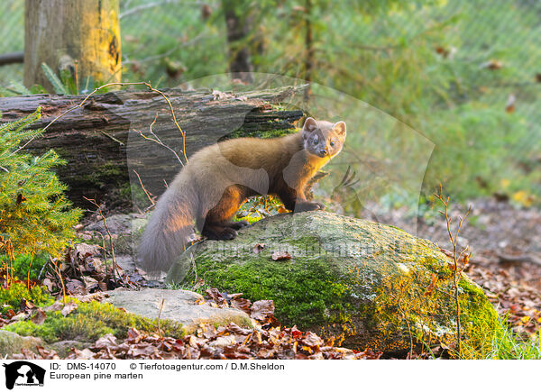 Baummarder / European pine marten / DMS-14070