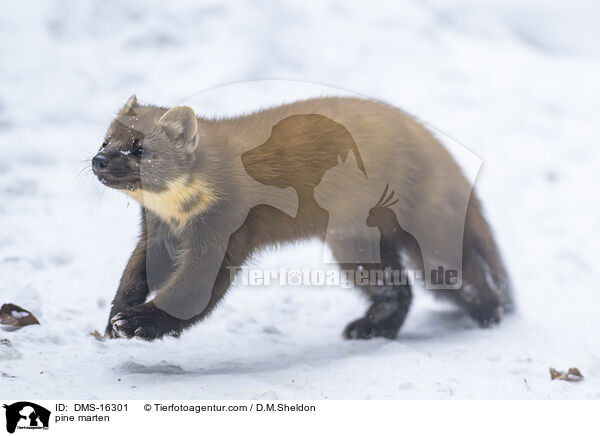 Baummarder / pine marten / DMS-16301