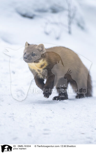 Baummarder / pine marten / DMS-16304