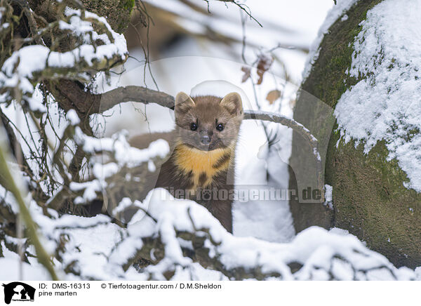 Baummarder / pine marten / DMS-16313