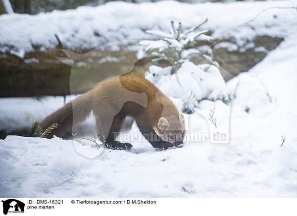 Baummarder / pine marten / DMS-16321