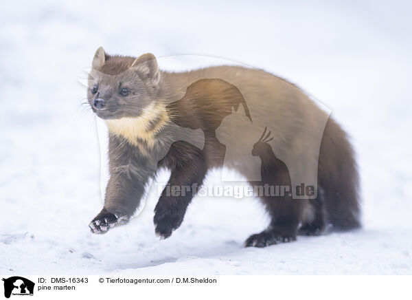 Baummarder / pine marten / DMS-16343