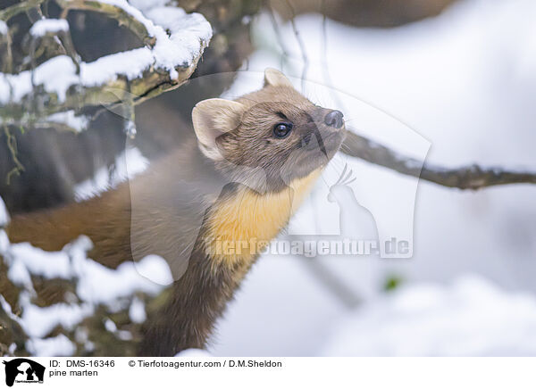 pine marten / DMS-16346