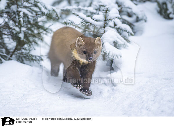 Baummarder / pine marten / DMS-16351