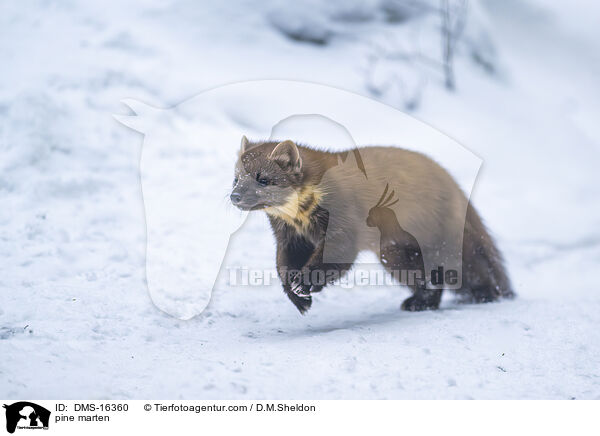 Baummarder / pine marten / DMS-16360