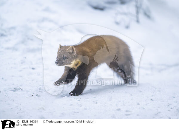 Baummarder / pine marten / DMS-16361