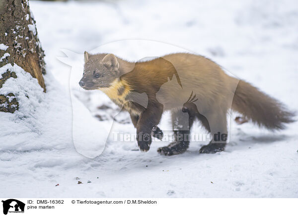Baummarder / pine marten / DMS-16362