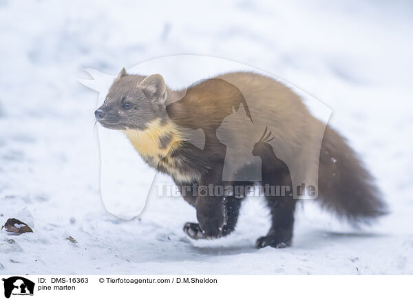 Baummarder / pine marten / DMS-16363
