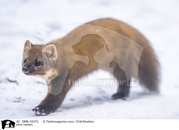 Baummarder / pine marten / DMS-16373