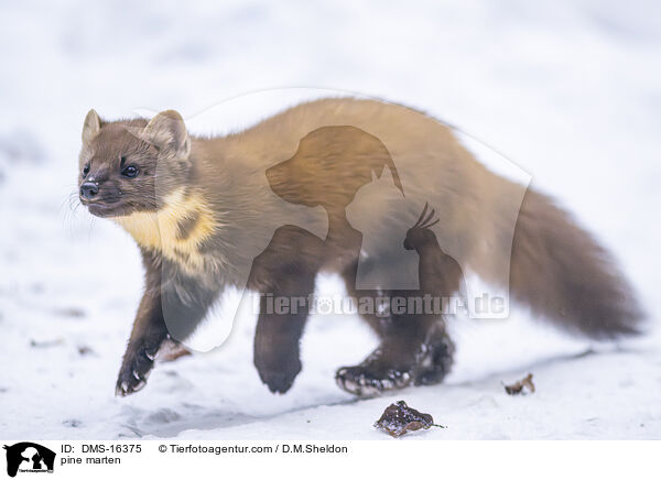 Baummarder / pine marten / DMS-16375