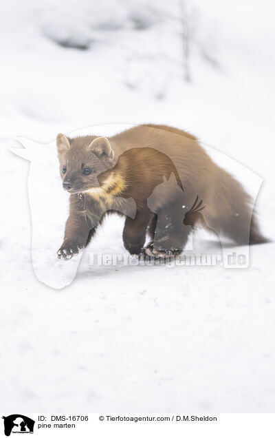 Baummarder / pine marten / DMS-16706