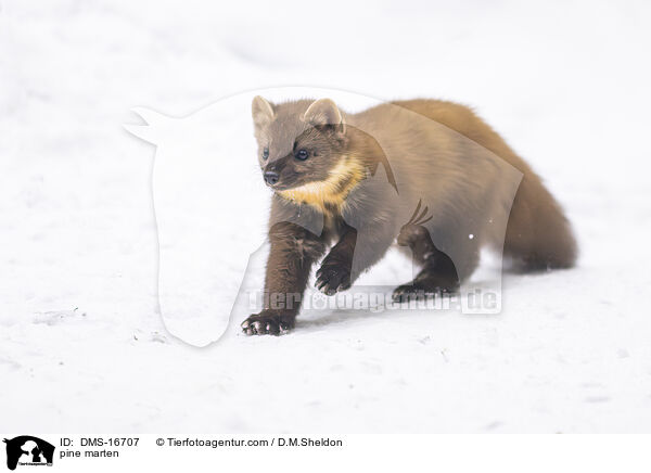 Baummarder / pine marten / DMS-16707