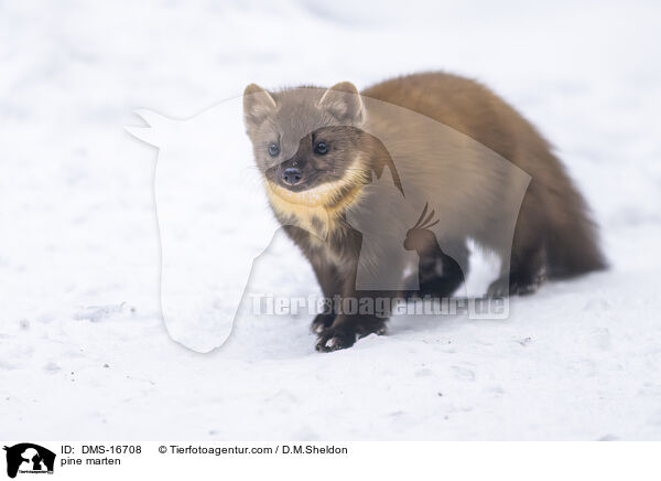 Baummarder / pine marten / DMS-16708