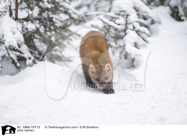 Baummarder / pine marten / DMS-16713
