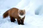 pine marten