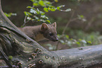 pine marten