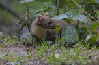 pine marten