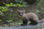 pine marten