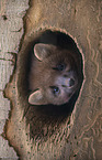 Pine Marten portrait