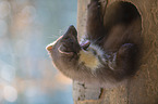 Pine Marten