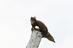 young pine marten in the tree trunk