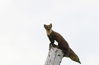 young pine marten in the tree trunk