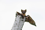 young pine marten in the tree trunk