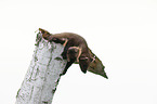 young pine martens in the tree trunk