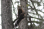 pine marten