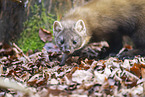 European pine marten