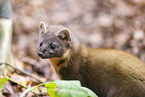 European pine marten