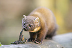 European pine marten