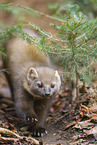 European pine marten