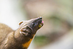 European pine marten