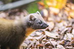 European pine marten