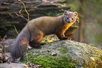 European pine marten