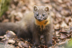 European pine marten