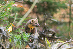 European pine marten